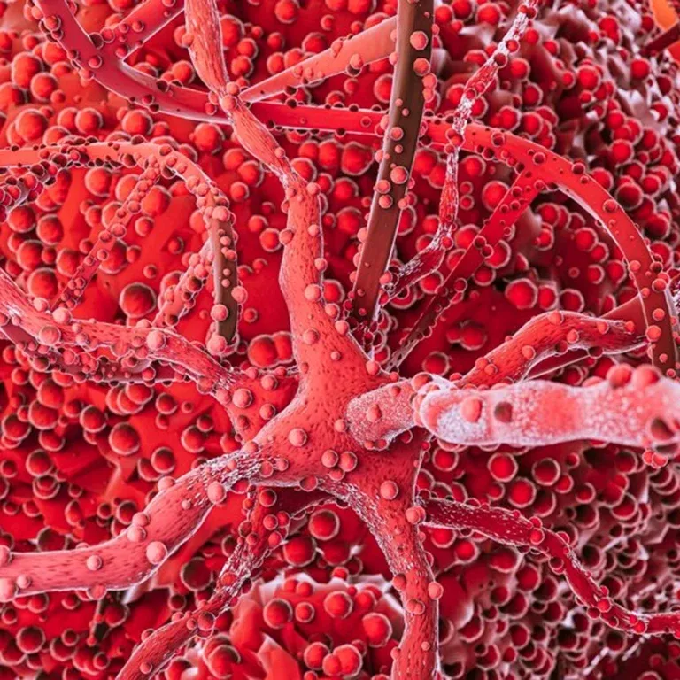 Enhance circulation and vascular health